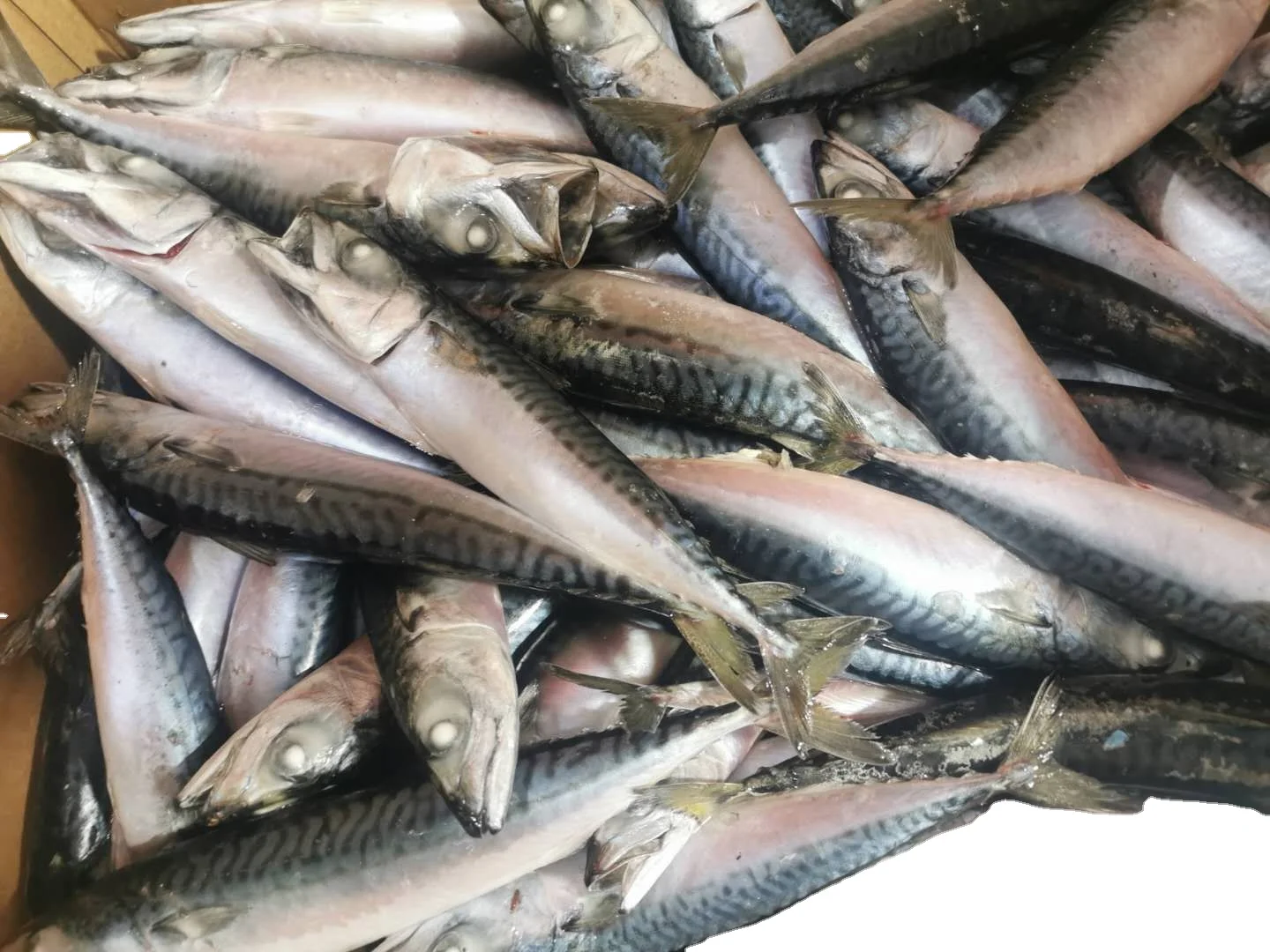 
New landing sea frozen north pacific Mackerel fish for export 