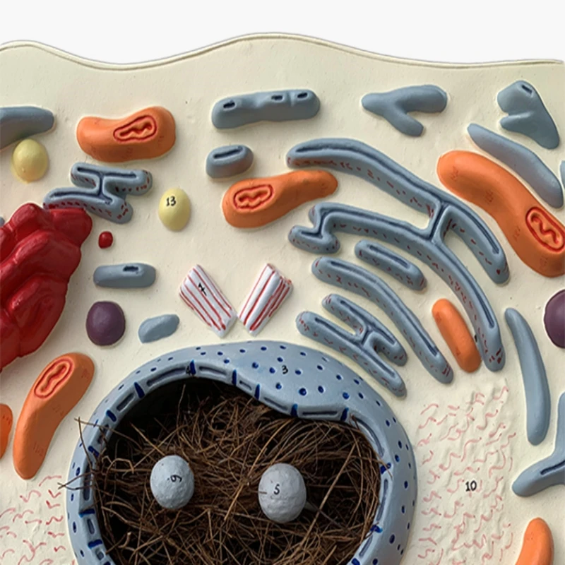 animal cell submicrostructure model hospital biology school teaching aids student learning demonstration model
