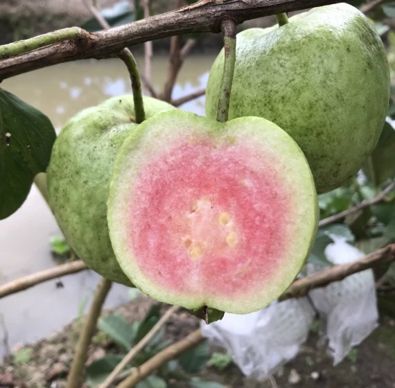 Queen Guava Vietnamese Fresh Fruit Sweet Organic Best Brand Quality Wholesaler Cheap Price Low MOQ Customized Packaging
