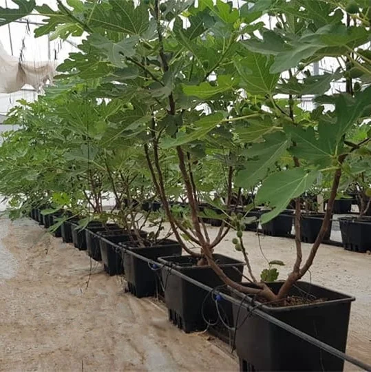 Гидропоника 25 литров 30 40 квадратное/Круглое ведро для выращивания черники