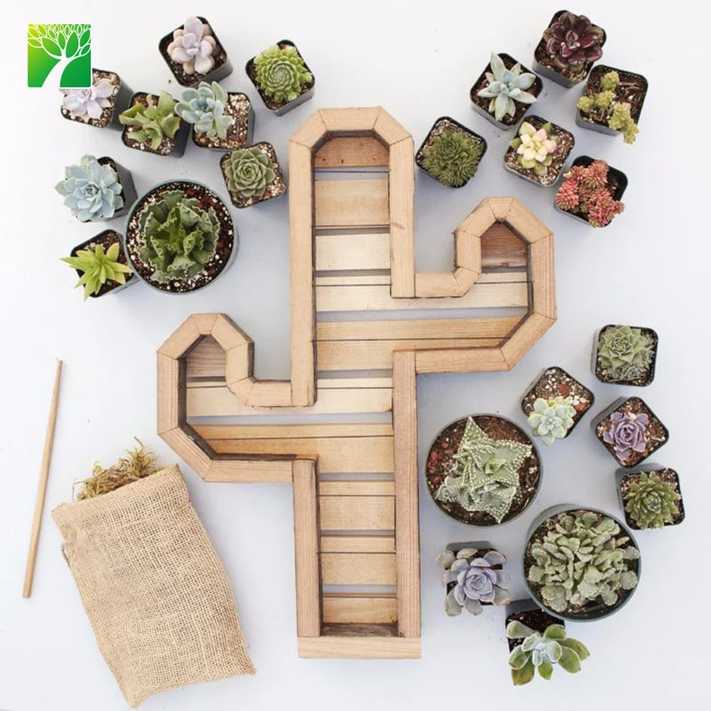 
Plant farm wholesale redwood cactus kit indoor decoration cactus plant 