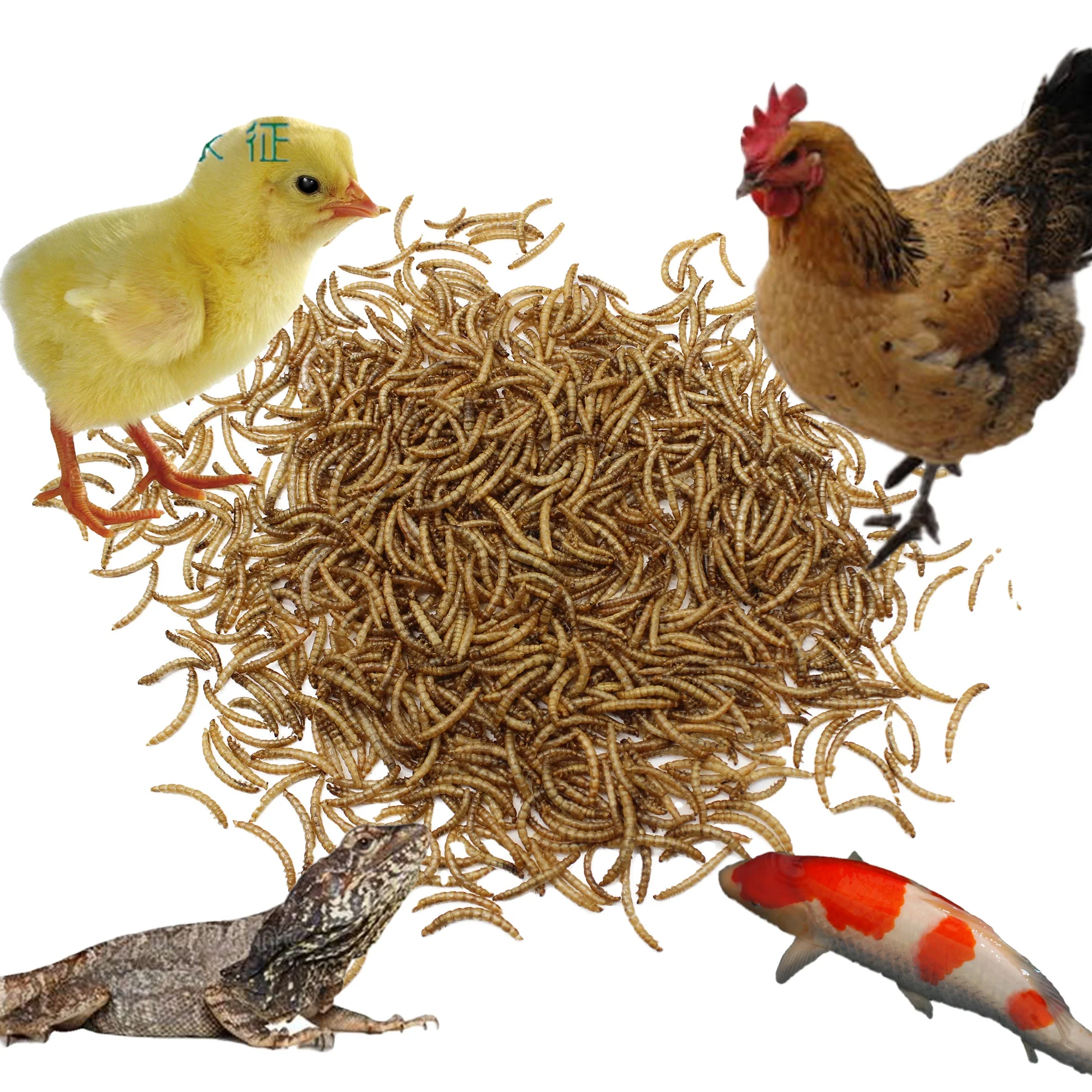 
Pet Favorites Edible Insects Mealworms for Aquarium Fish Food 