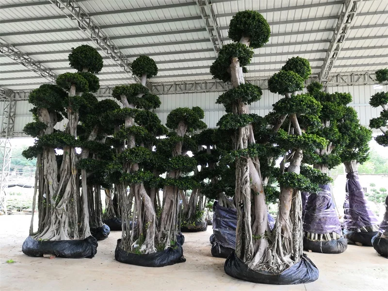  Бонсай в стиле деревьев Banyan подвесные корни бонсай форме