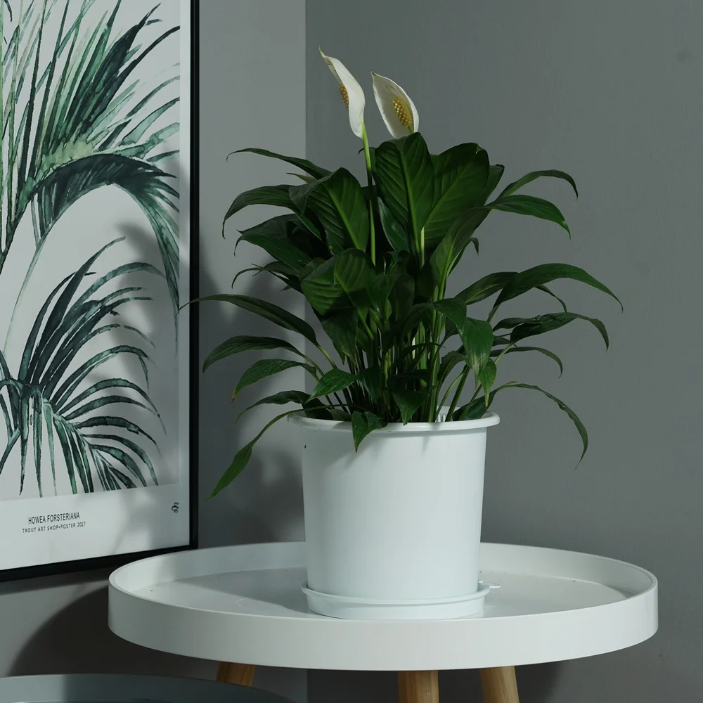 Flower Orchid Plant Mesh Net Pots Double Round Root Controlling Patent Technology Excellent Drainage Good Air Movement pot