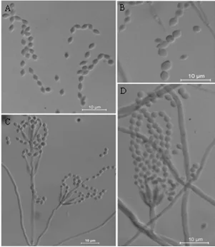 
Factory Sale Various Safe Bactericide Trichoderma Spp Pesticides Price 
