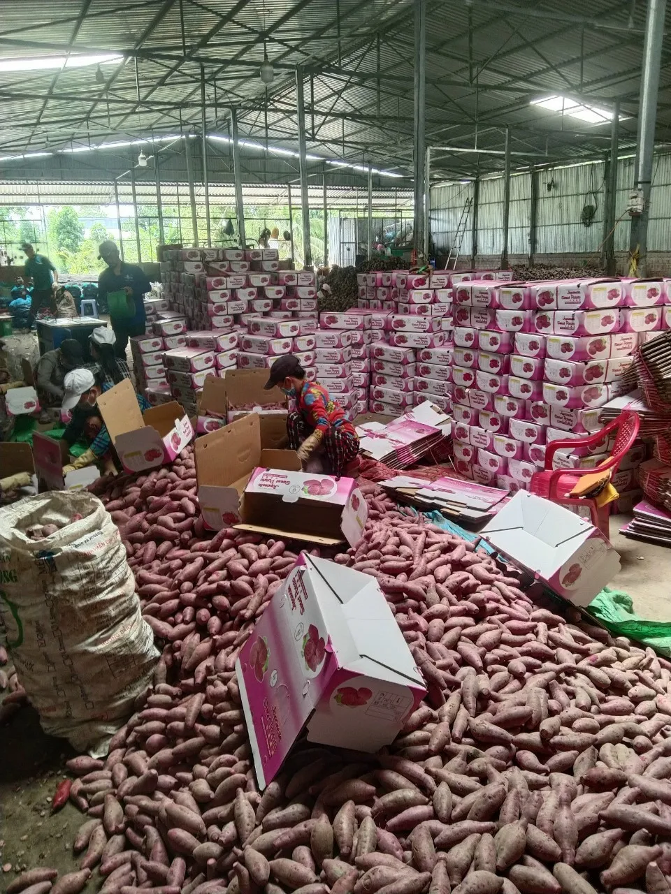 100% свежая красная кожа желтая плоть сладкий картофель конкурентоспособная