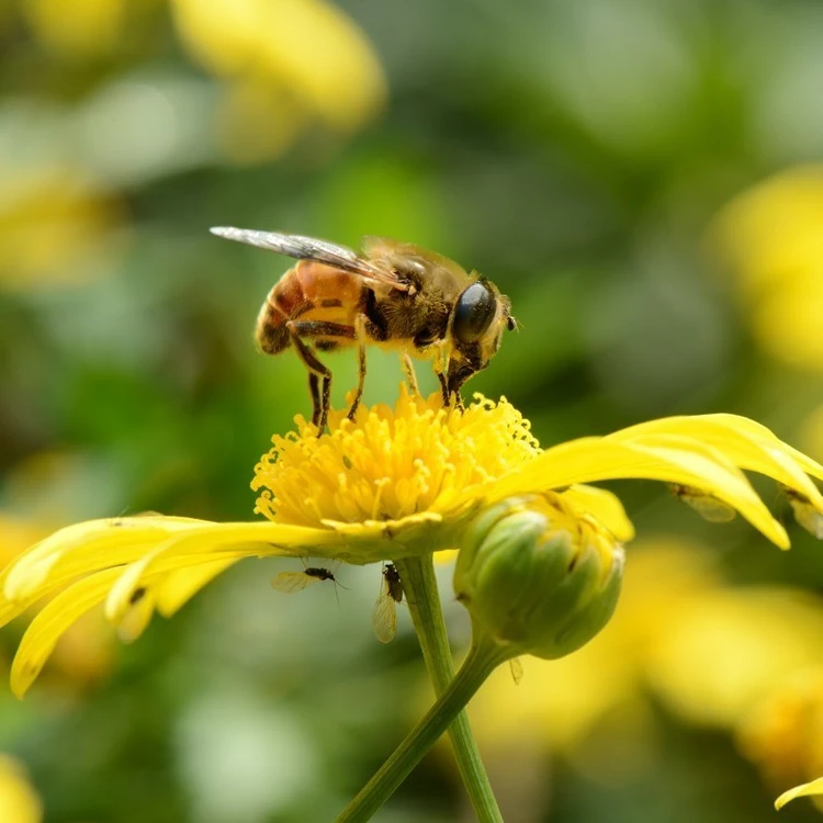 Поставка готовых к отправке семян горшечных растений прекрасные желтые семена маргариток