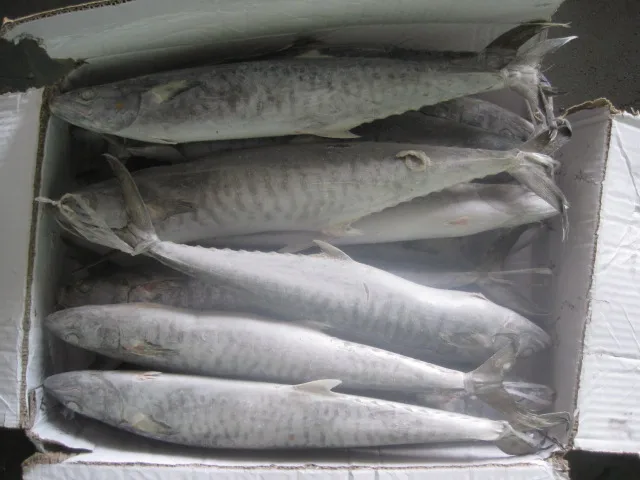 Frozen Stripe Spanish Mackerel King Fish Steak