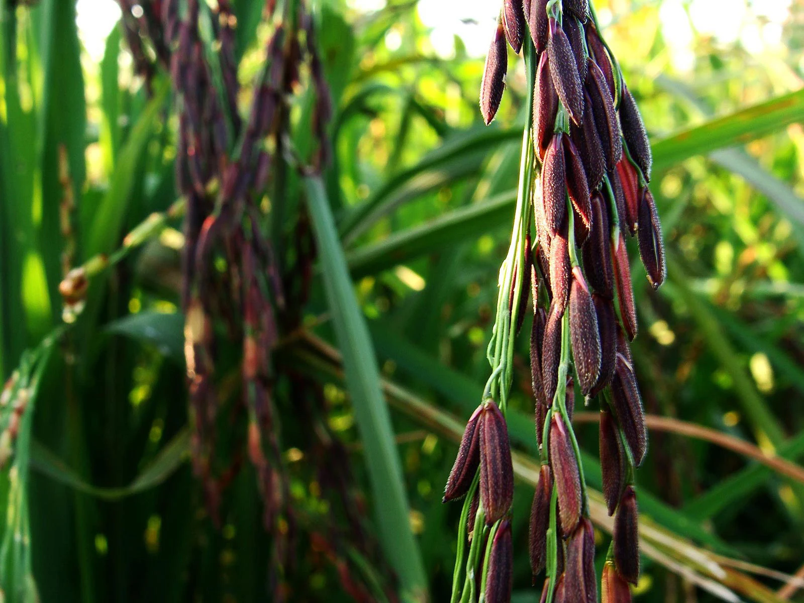  Оптовая продажа высококачественный 100% натуральный рисовый рис из Таиланда