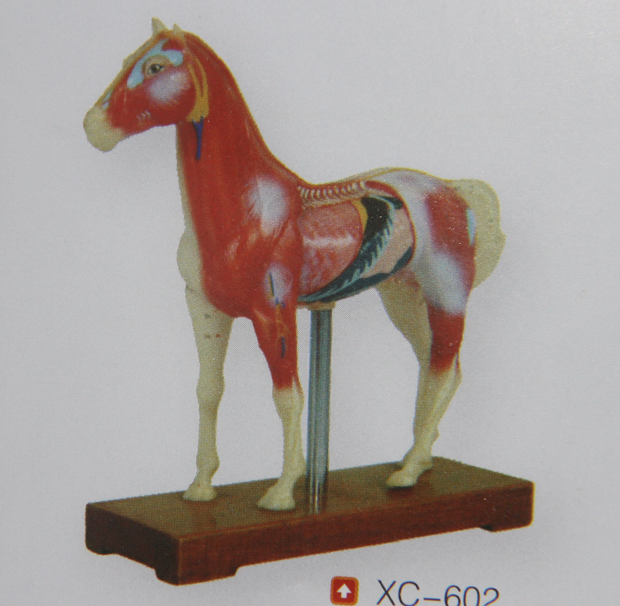 Horse anatomical model animal husbandry veterinary teaching anatomy models