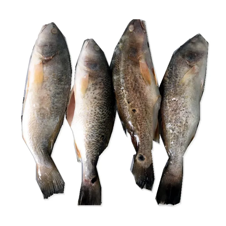 Frozen Red Drum Fillet skin on