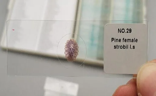 Pro-Botany Prepared Microscope Slides Biology Science Education Prepared Slides 100pcs Packed in Slide Box