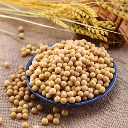 Superior Natural Agricultural Product Organic Quality Soybean