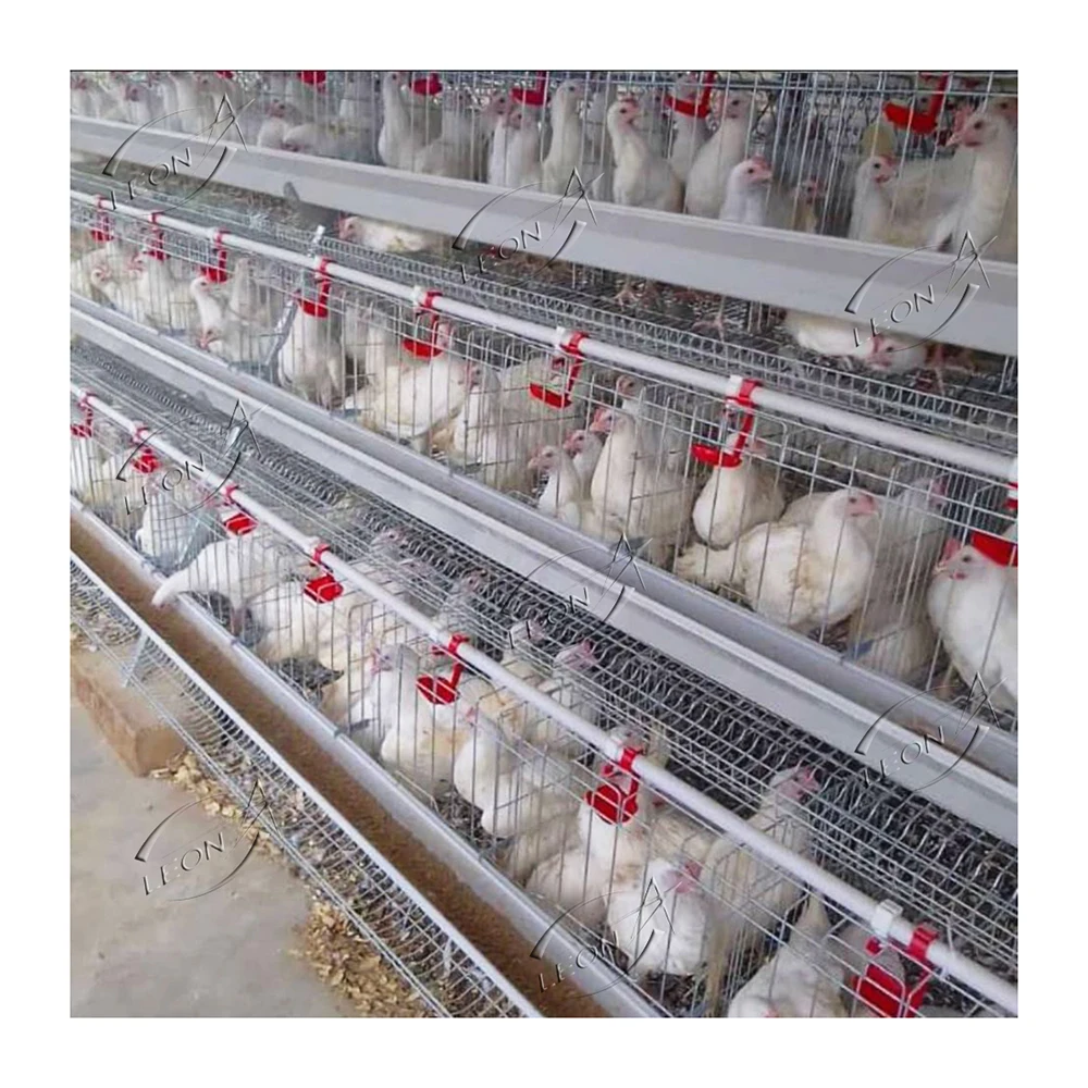 A Type Manure Fully Automatic Laying Hen Poultry Battery Cages Egg Layer Chicken Poultry Cage For Kenya Farm Poultry Coop