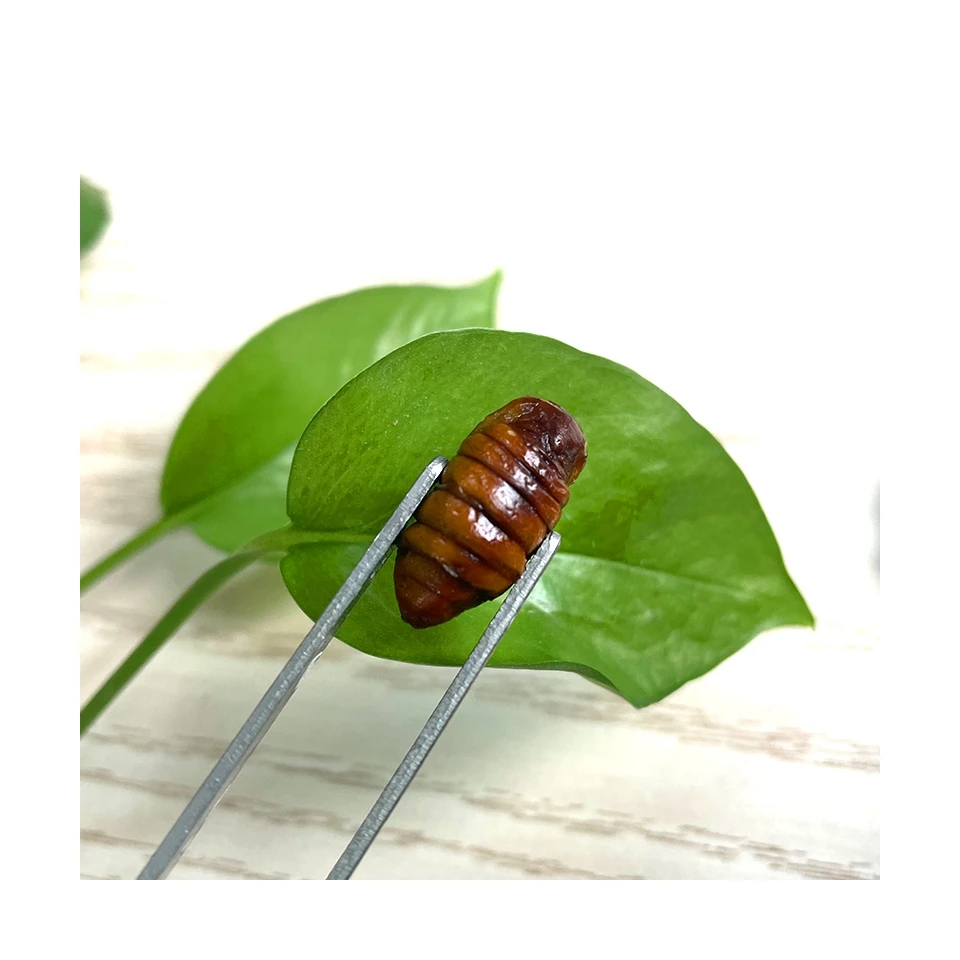 Made In China Superior Quality Pet Treats and Food Eco-fresh Silkworm Pupae
