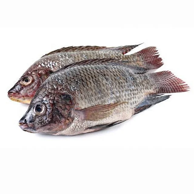 Wholesale seafood top quality fresh fish frozen whole tilapia