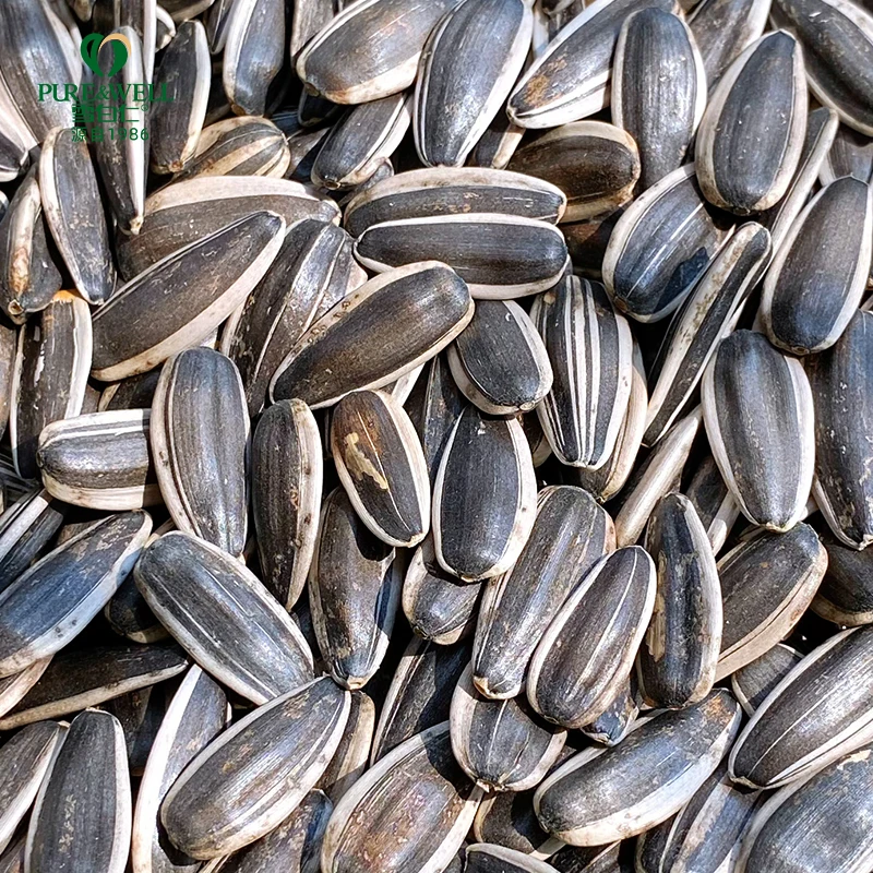 Высококачественные съедобные семена подсолнечника, прямая продажа