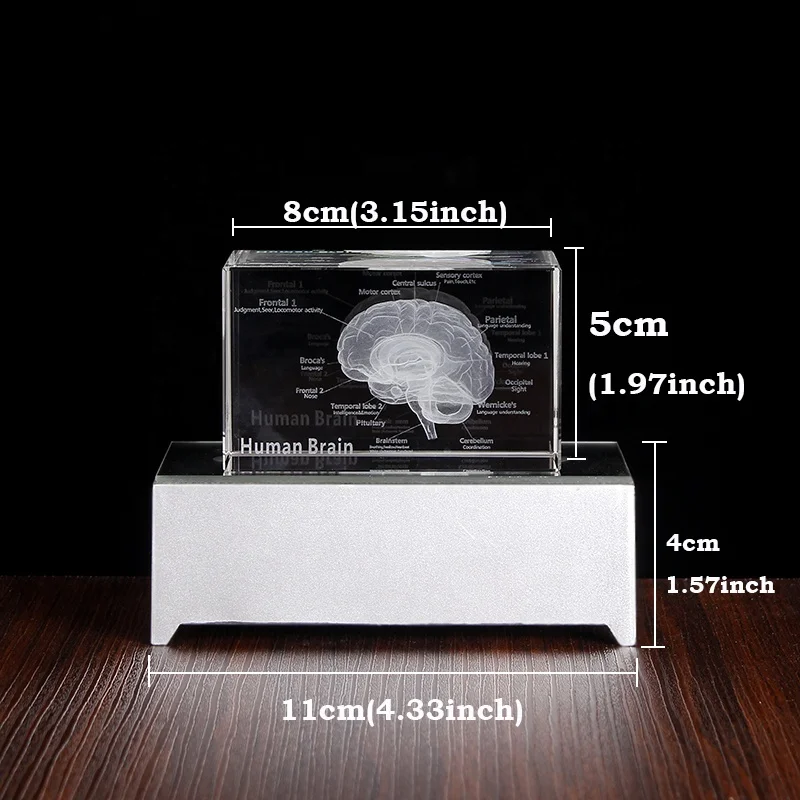 3D Human Anatomical Model Crystal Laser Brain Sculpture Cube Paperweight Figurines Thinking Medical Science Gift