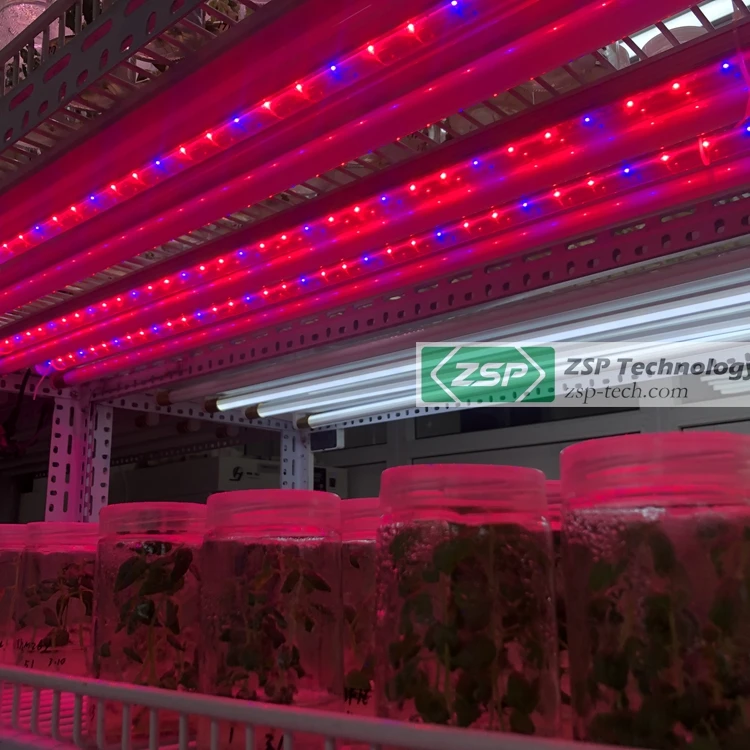 
ZSP APP mobilephone control ZPDT802 LED Grow Light plant tissue culture led grow light 
