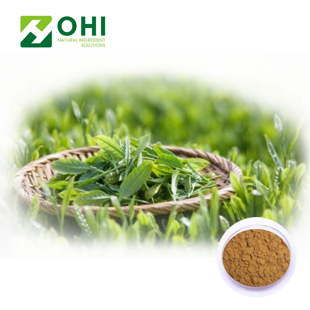 100% Nautral Green Tea Extract 20% L- Theanine Camellia sinensis O. Ktze 98% Polyphenols EGCG