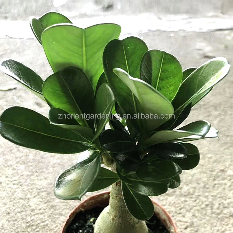Hot sale Adenium obesum grafted with flower, Desert rose indoor Bonsai plants
