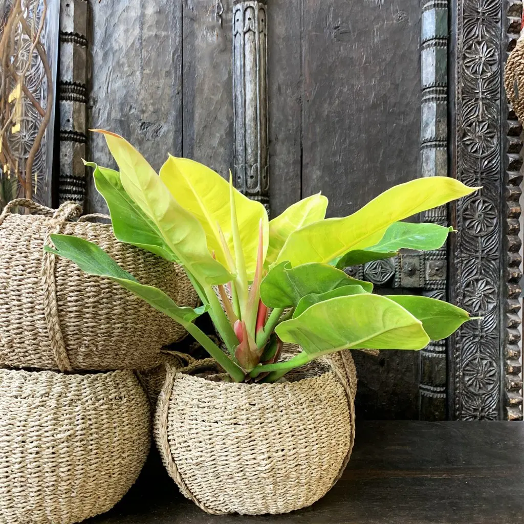 
Wholesale air purify Philodendron Moonlight tropic natural plants for sale indoor and outdoor decor 
