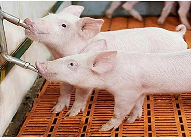 Original Poultry Nipple Drinker Layer Nipples Push In Rodent Round Cup With Clip pig Feeders