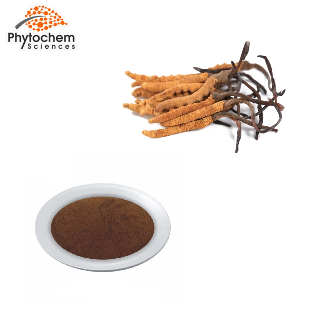 High Quality Factory Price Yarsagumba Polysaccharides  P.E.  Militaris Cordyceps Sinensis Extract