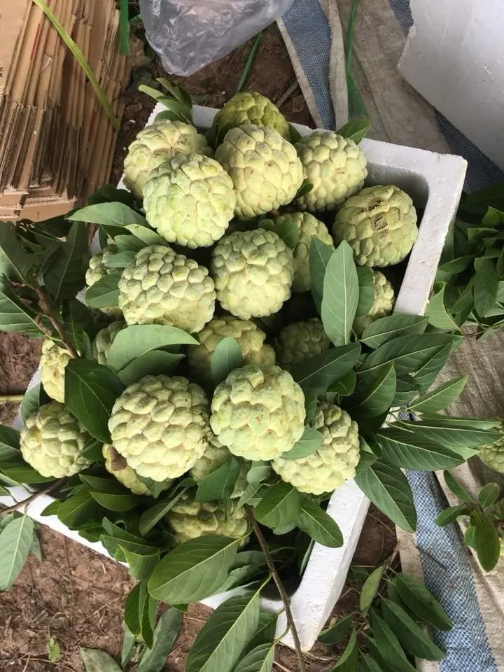 Свежий заварной яблочный фрукт из Вьетнама по конкурентоспособной цене изысканный вкус-сладкий соответствует экспортным