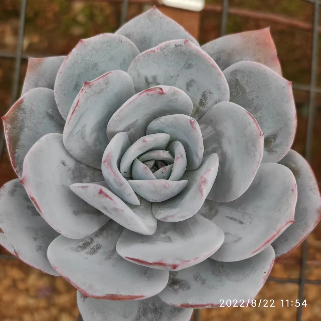 SL093Echeveria Laui Wholesale Large Artificial mini succulents Succulent Plants And Succulents In Pots