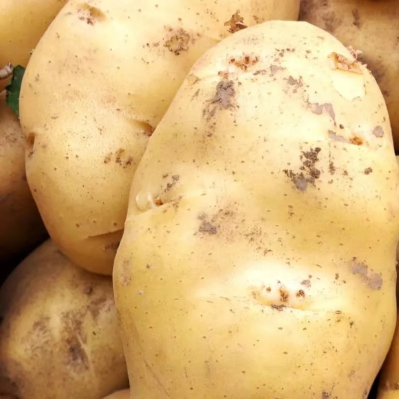 Wholesale Export Fresh Vegetable Potato  Fresh Potatoes China Potato Price