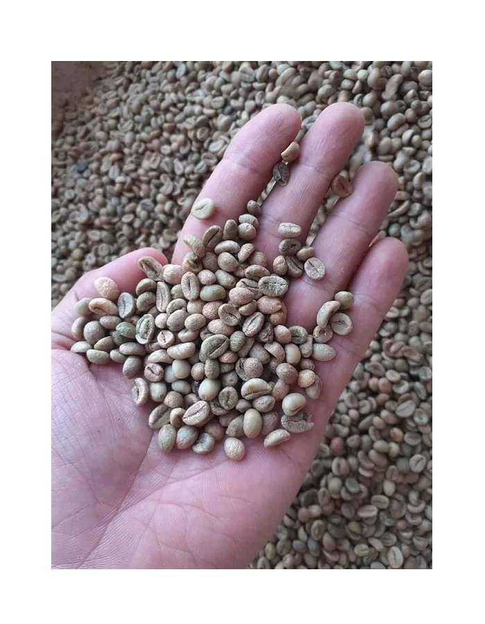 
Vietnam robusta roasted coffee beans - Green Coffee Export to EU, USA, Korea, Japan, UAE - Roasted Coffee at Cheap Price 