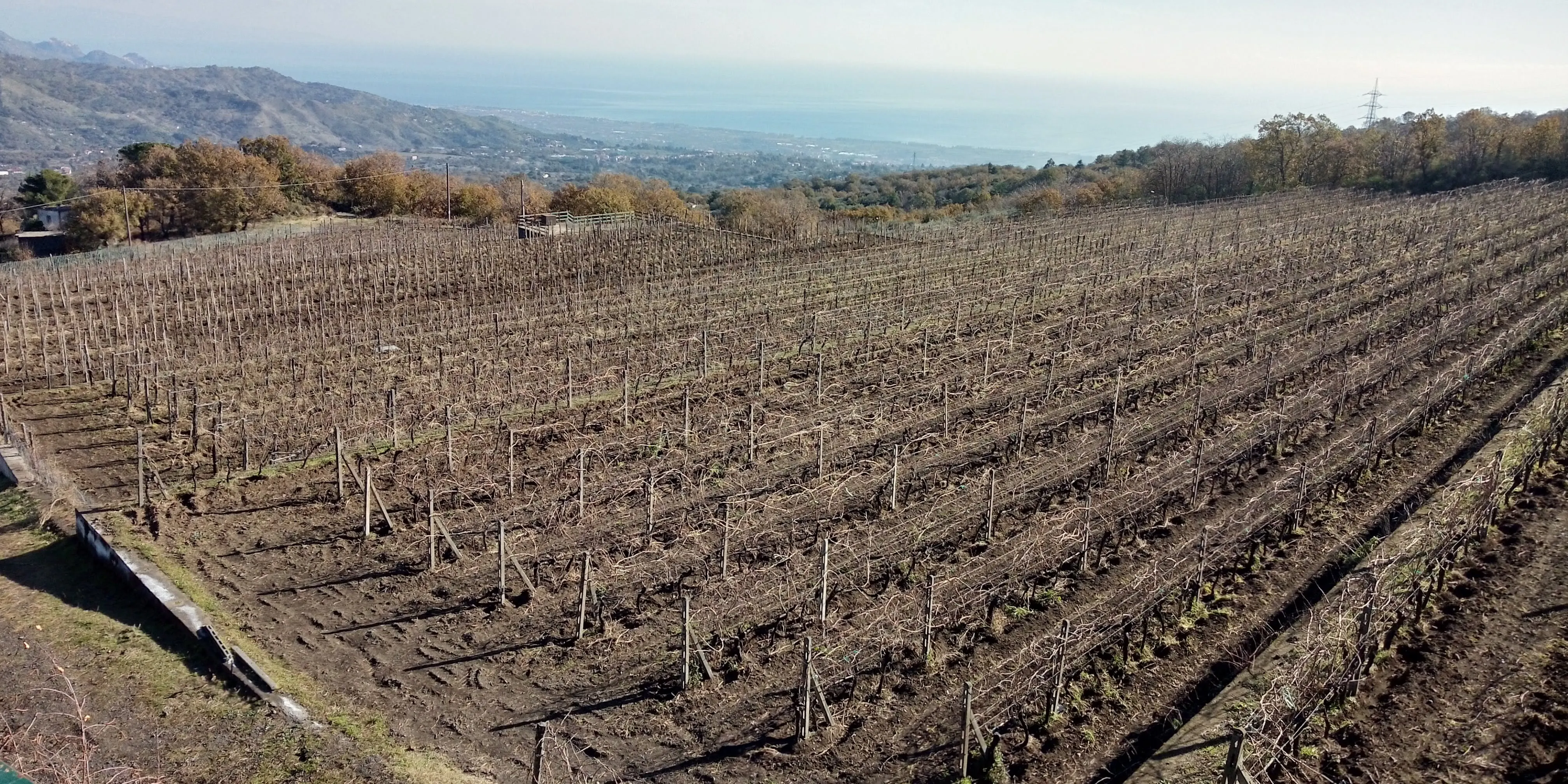 
Etna Wine Tasting Half Day Excursion 