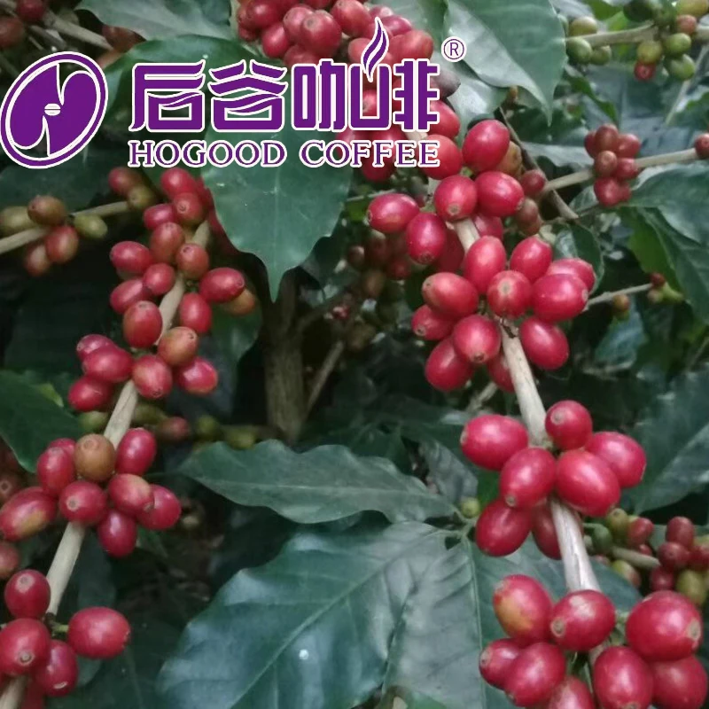 Hogood низкая цена Yunnan Robusta и Arabica кофейные зерна оптовая продажа