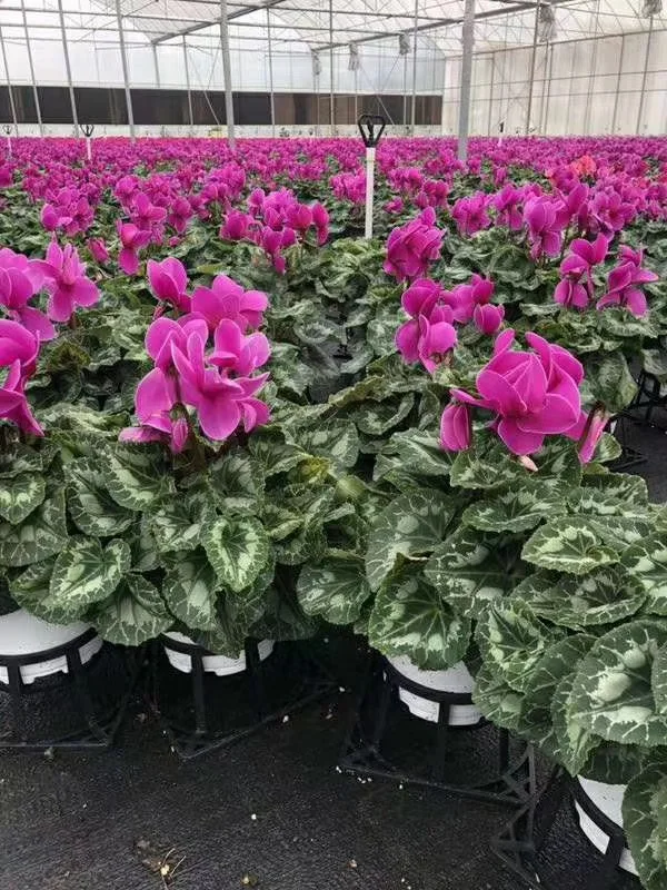 
Hotsale blooming plants 