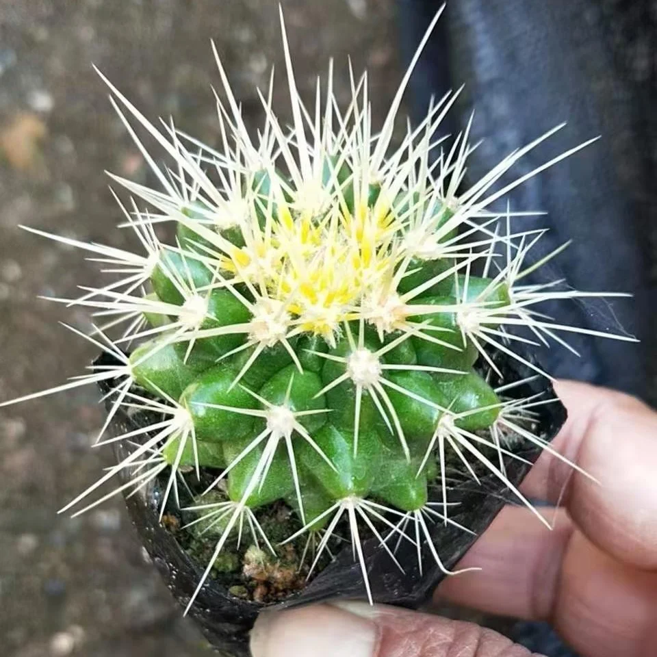 
Cheap price live cactus Echinocactus grusonii plant indoor mini real 88pcs per carton for sale 