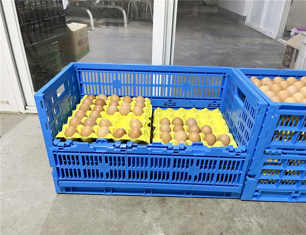 making machine Egg Foldable Mesh plastic crates and egg plastic boxes hold egg tray for decorative
