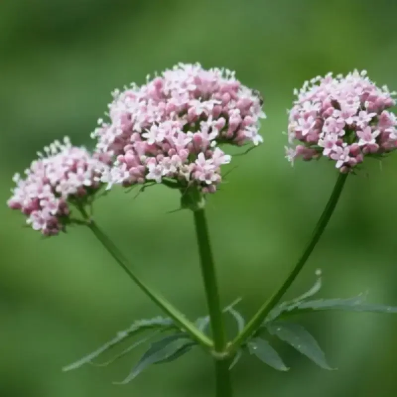 Devotion Factory Provide Best Valerian Essential Oil for Aromatherapy