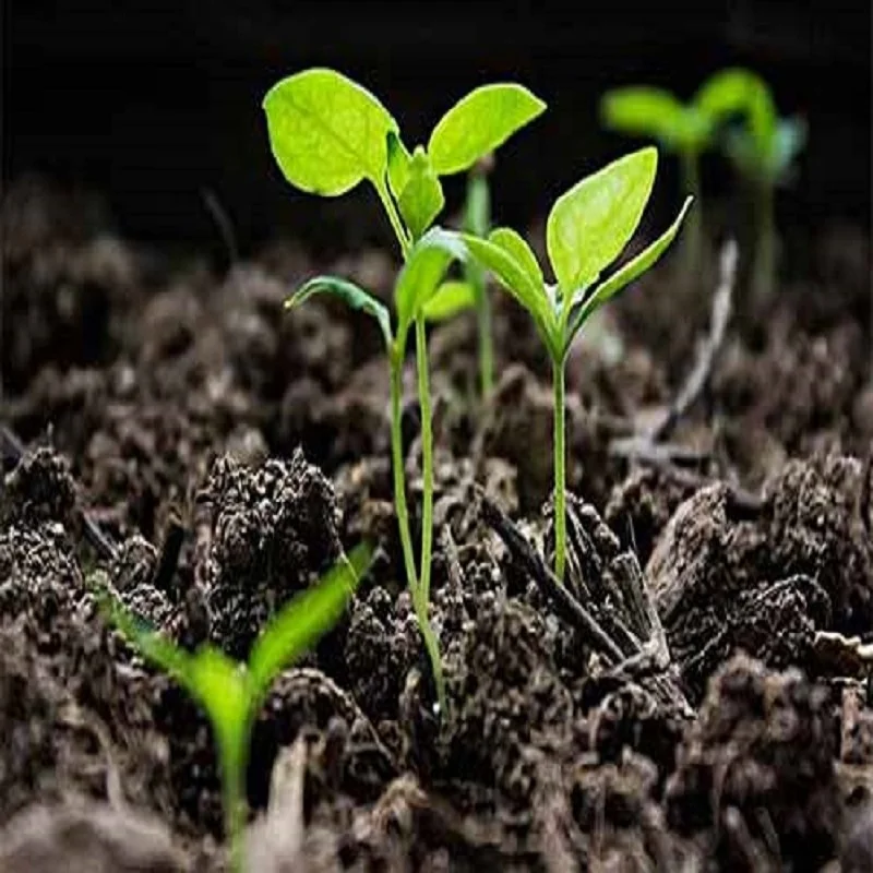 Fertilizer Manure Additive Trimethylamine-N-oxide 2-hydrate 98% TMAO CAS 62637-93-8 Nature Agriculture Organic manure Farm Crops