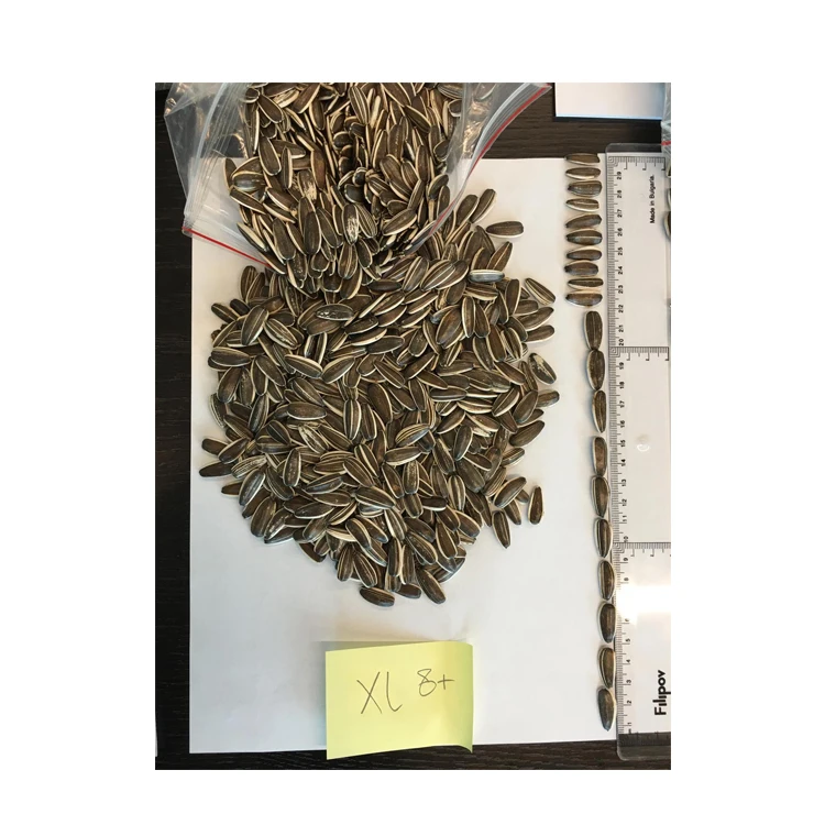 Jaguar XXL Nuts & Kernels Striped Sunflower Seeds Big Size Human Consumption Nuts New Crop Packaging Bulgarian Origin