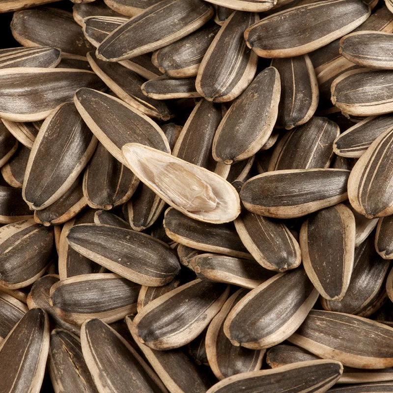 Экспортер семян подсолнечника Chentai, рыночная цена