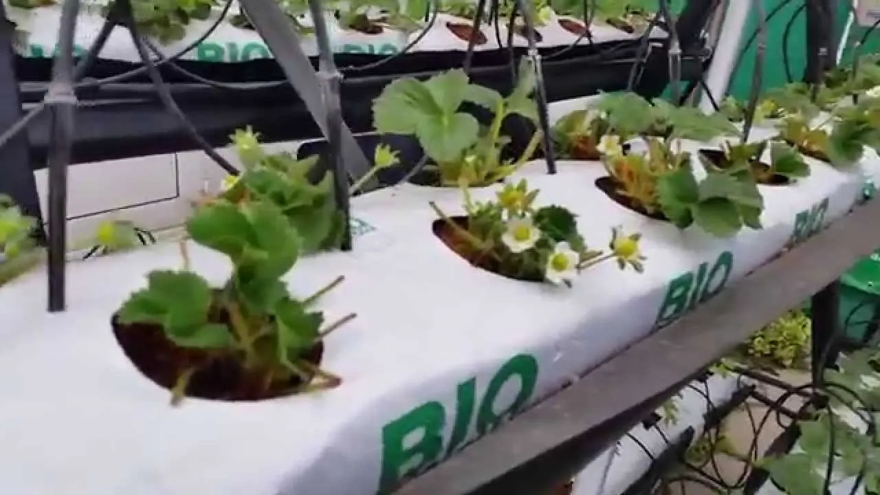 Farming plants agriculture growing greenhouse with soilless cultivation equipment For Tomatoes/Peppers/strawberry