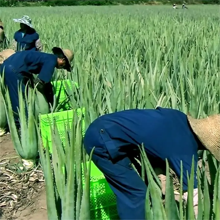 Organic Aloe Vera Gel For Skin Hair Face - 100% Pure Natural Freshly Aloe barbadensis Cold Pressed | Wholesale Price, Bulk 1kg