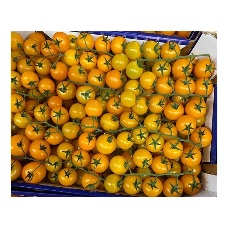 
Good Quality Orange Italian Fresh Cherry Tomatoes Price 