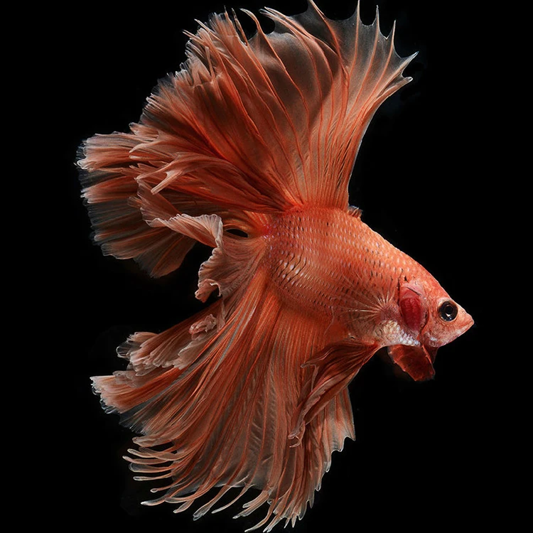 Handmade Crafts Diamond Painting DIY Full Drill Peacock Digital Painting by Numbers Private Gift Painted by Digital Art Pictures