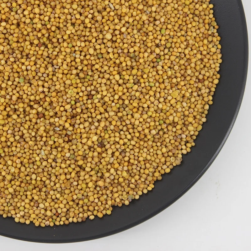 High Quality Dried Pure Yellow Mustard Seed for Sale