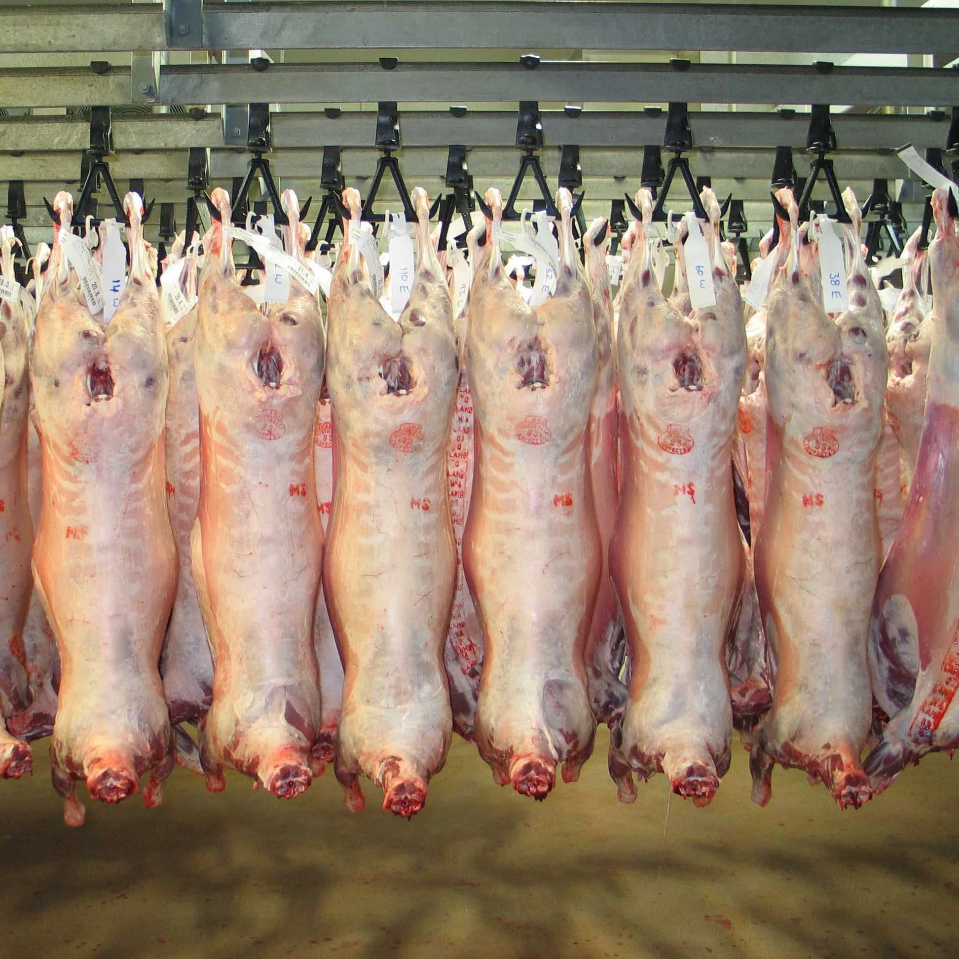 HALAL FRESH / FROZEN GOAT / LAMB / SHEEP MEAT / CARCASS
