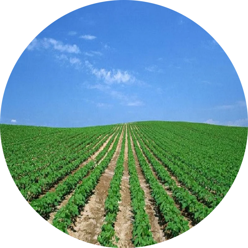 Methyl Donor The leaf fertilizer Additive Quaternary Ammonium salt TMAO 98% Trimethylamine Oxide Dihydrate CAS 62637-93-8