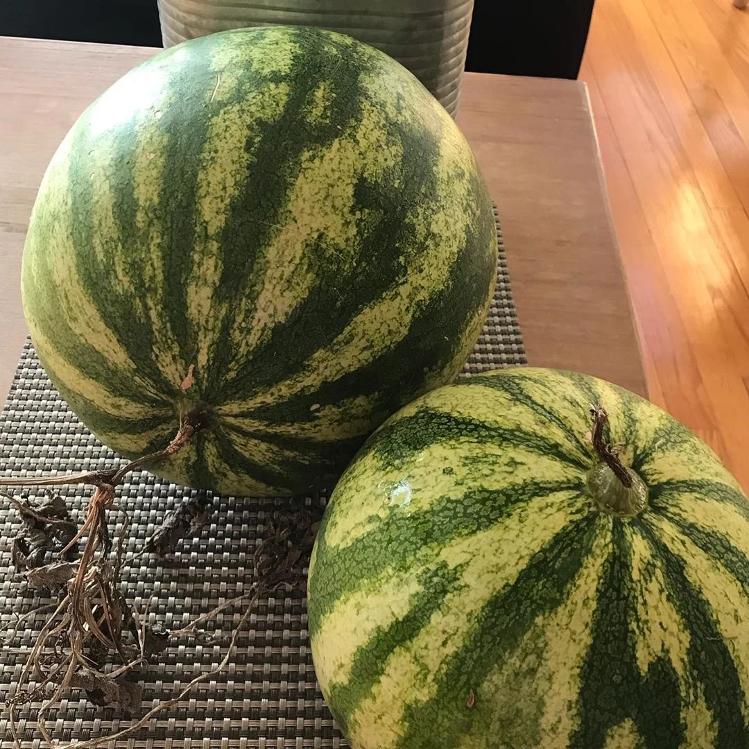 
Black Green Fresh watermelons For Sale 