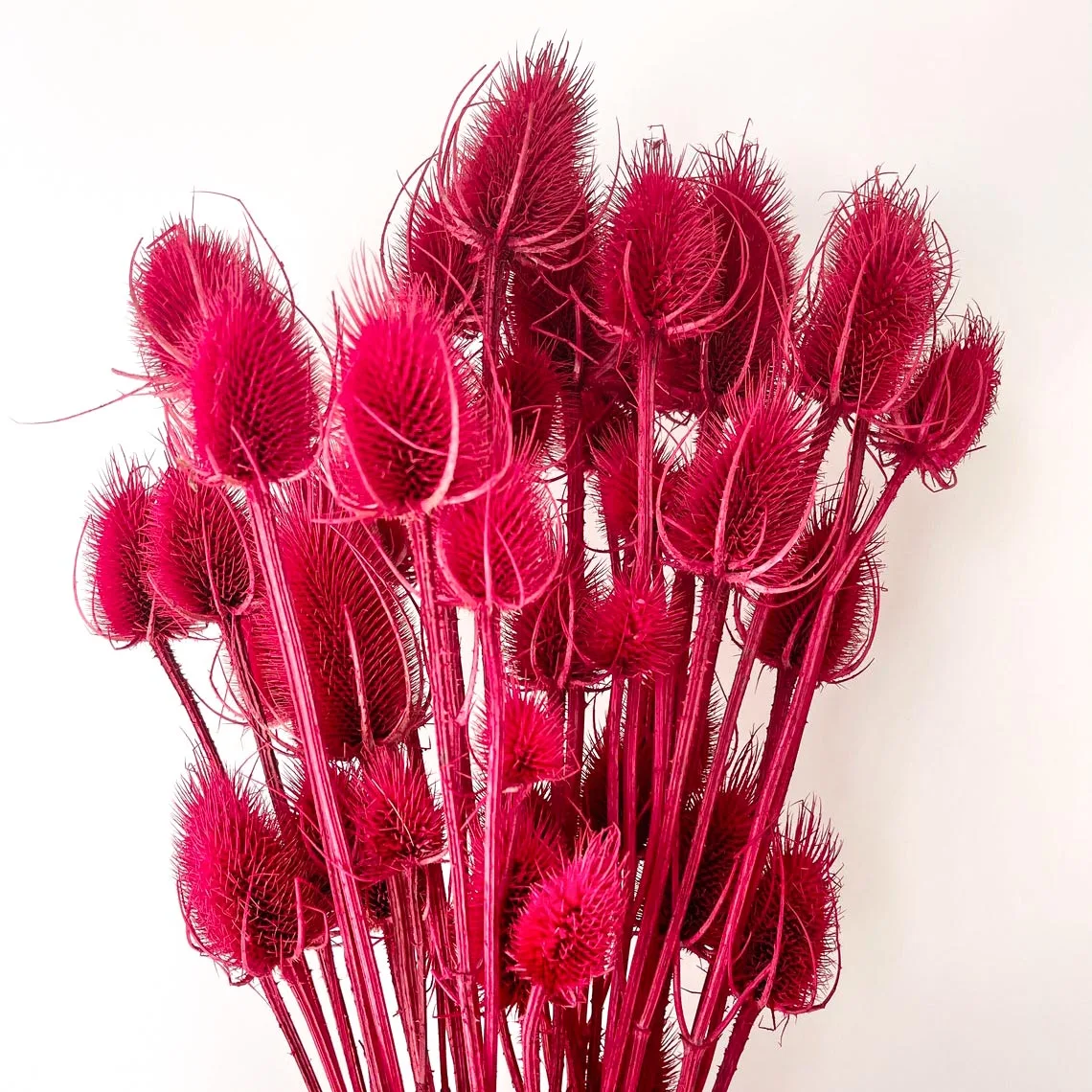 DIY Boho Decoration Wedding Bouquet Natural Wild Common Dried Flowers Native Teasel Thistle Stalks Dipsacus